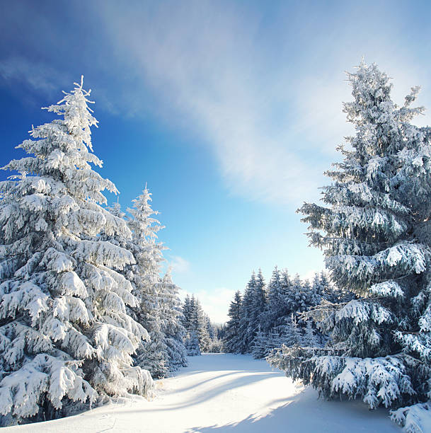 winter landscape with snow covered trees and sunshine